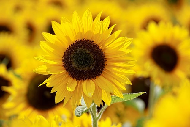 CULTIVO DEL GIRASOL MEDIOAMBIENTAL