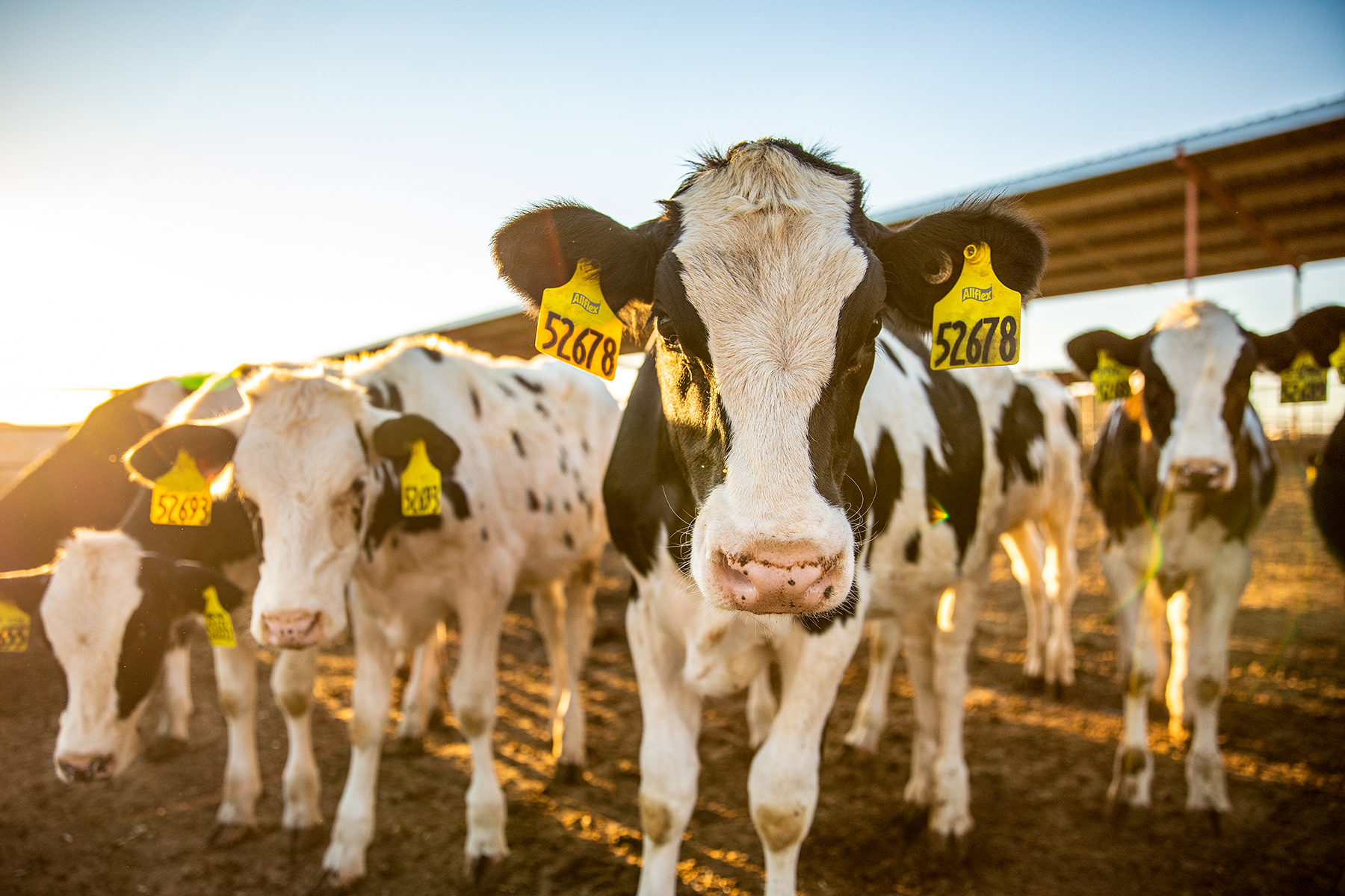 Curso bienestar animal en explotaciones de Bovino