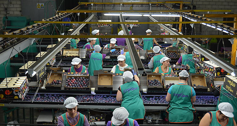 Centrales Hortofrutícolas. Calidad, seguridad e higiene 